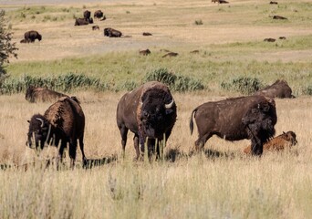 Fototapeta na wymiar Wild American Bison (Buffalo) in a wildlife conservation program on Antelope Island in Utah, USA. 
