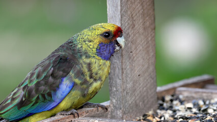close up of a green rosella feeding in a tasmanian garden