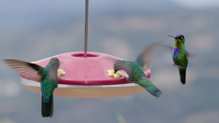 three hummingbird species at a feeder in costa rica