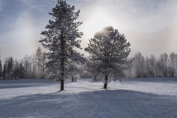 snow covered trees