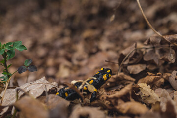 Lizard in the foliage 