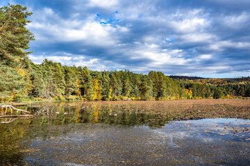 Landscape of a wild lake densely covered with water lilies and grazing geese framed by a forest of autumn trees against a cloudy sky