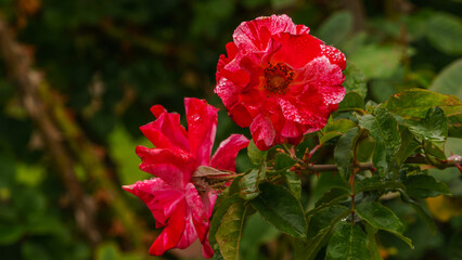 Mission Road Garden, Old Mission Santa Barbara