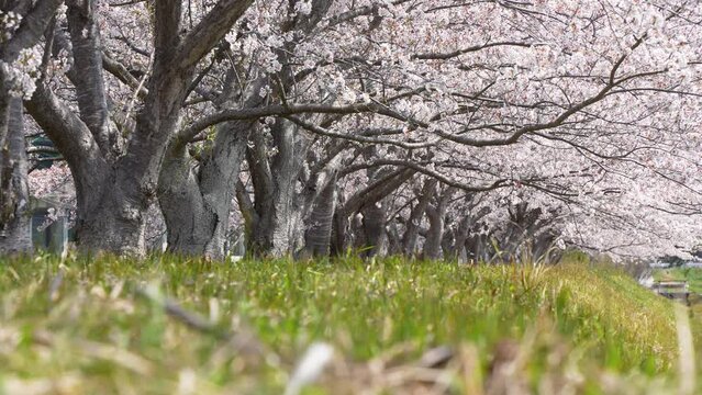 桜並木で桜吹雪(花吹雪)を4Kスローモーションローアングル撮影