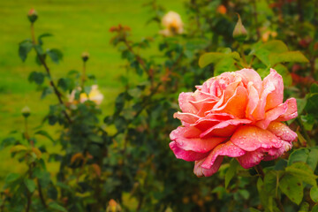 Mission Road Garden, Old Mission Santa Barbara