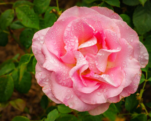 Mission Road Garden, Old Mission Santa Barbara