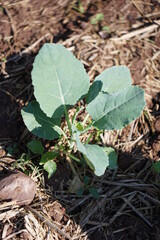 Green cauliflower plants with plump green stems and leaves grow along the straw-covered ground.