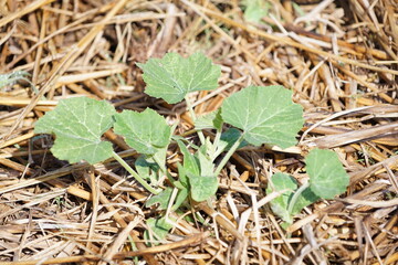 A green cucumber tree growing on the ground covered with rice straw.
