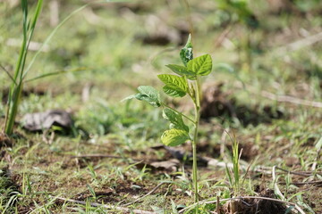 Green soybeans are growing on the ground covered with rice straw.
