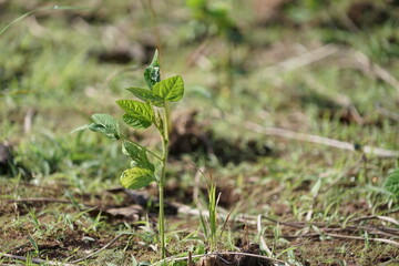 Green soybeans are growing on the ground covered with rice straw.