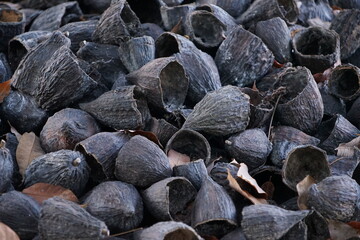 The cacao husks that had been removed from the seeds were piled up and were beginning to decompose.