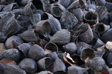 The cacao husks that had been removed from the seeds were piled up and were beginning to decompose.