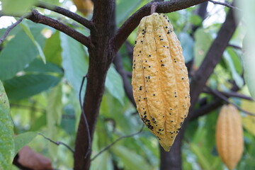 The cacao tree is a plant that can grow and grow well in tropical forests with yellow-red, oval-shaped fruit trees. There are 3 species of cacao Criollo, Forastero, and Trinitari.