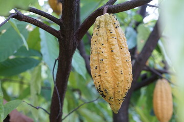 The cacao tree is a plant that can grow and grow well in tropical forests with yellow-red, oval-shaped fruit trees. There are 3 species of cacao Criollo, Forastero, and Trinitari.