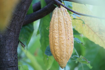 The cacao tree is a plant that can grow and grow well in tropical forests with yellow-red, oval-shaped fruit trees. There are 3 species of cacao Criollo, Forastero, and Trinitari.