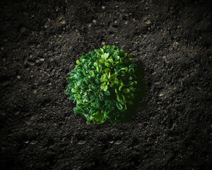 A Tree In The Middle Of A Barren Land. Save The Tree