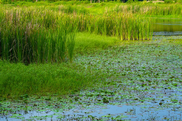 View of grass and the trees by the lake