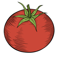 illustration of tomato