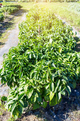 Gurmar plant or Gymnema from organic farm in north of Thailand, vegetable which help to maintain normal blood sugar levels, vertical style