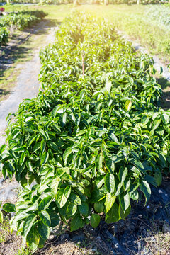 Gurmar plant or Gymnema from organic farm in north of Thailand, vegetable which help to maintain normal blood sugar levels, vertical style