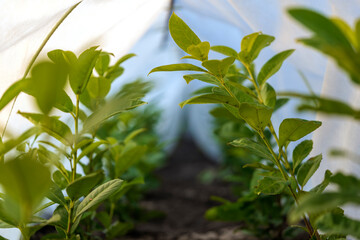 Rows of plants growing in a small greenhouse. Industrial agriculture.
