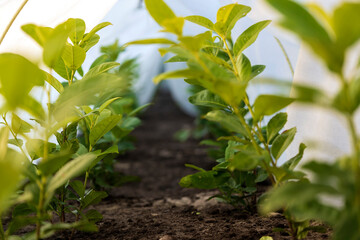 Rows of plants growing in a small greenhouse. Industrial agriculture.