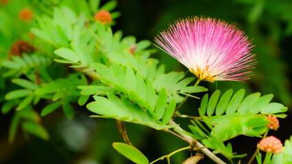 Santa Barbara Courthouse, Gardens California