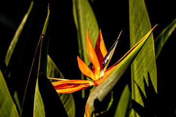 Bird of paradise