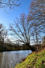 Baum steht am Rand des Ochsensee bei Sommerhausen im Winter bei blauem Himmel, Franken, Bayern, Deutschland