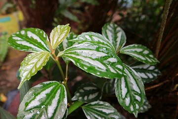 Close-up of the beautiful leaves of an aluminum plant or Pilea cadierei. Beautiful natural textured of green and white leaf spots.
