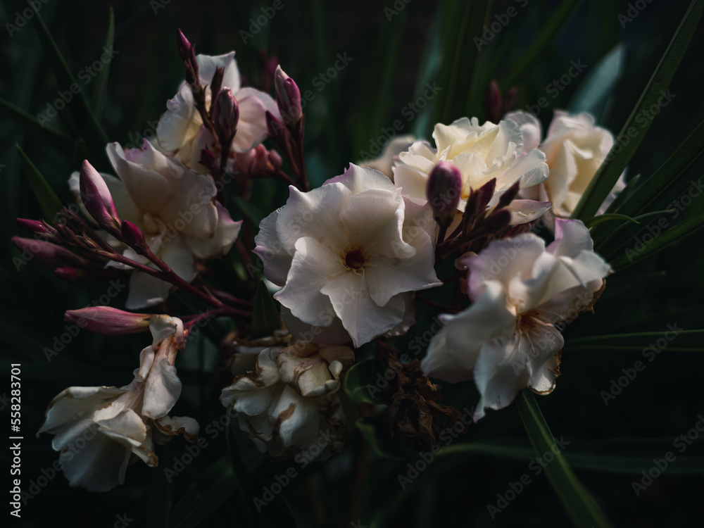 Sticker Nerium oleander flower