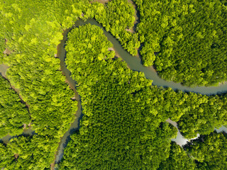Amazing abundant mangrove forest, Aerial view of forest trees Rainforest ecosystem and healthy...