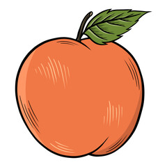 illustration of an orange
