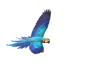 Colorful Macaw parrot flying isolated on transparent background png file