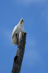 Australian adult Sulphur-crested Cockatoo perched old tree stump looking to camera curious manner blue sky