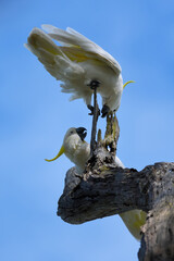 Two Australian adult Sulphur-crested Cockatoos -Cacatua galerita- perched old tree stump arguing fighting blue sky 