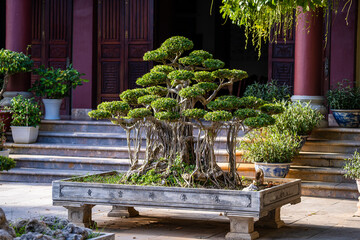Green bonsai trees growing at courtyard of the Linh Ung Pagoda in Danang , Vietnam. Japanese small...