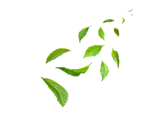 Green Floating Leaves Flying Leaves Green Leaf Dancing, Air Purifier Atmosphere Simple Main Picture.