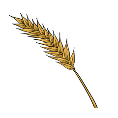 barley or Wheat beer ingredient 