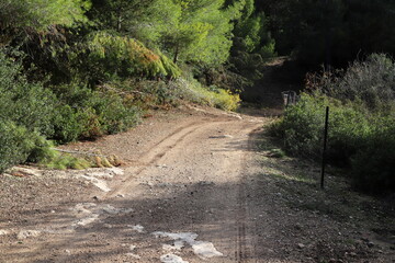 Forest country road in northern Israel.