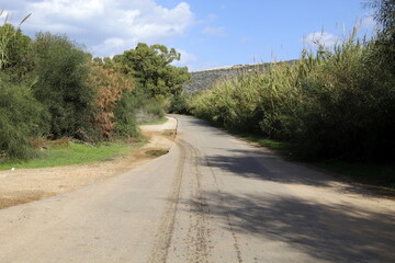 Forest country road in northern Israel.