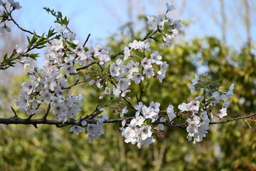 blossom in spring