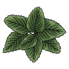 green mint leaves png clipart illustration