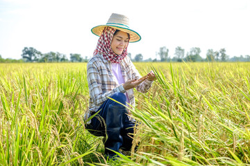 Naklejka na ściany i meble Asian female farmer wearing a striped shirt wearing a hat sitting and looking at the rice field with a smiling face
