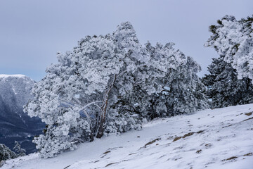 Obraz premium Snow covered pine trees on mountain Demerdzhi after blizzard in spring. Crimea