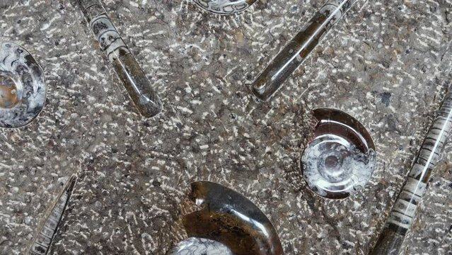 Detail of a slab with fossilized polished ammonite and orthoceras fossils from the Sahara desert in Morocco. 4k footage.
