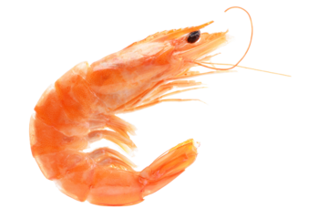 Shrimps on white isolated 