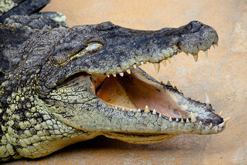 Close up of a Nile Crocodile with open mouth and eyes close