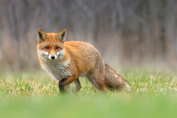Naklejka na ściany i meble Red fox in the forest ( Vulpes vulpes )