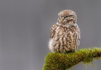Little owl ( Athene noctua ) close up